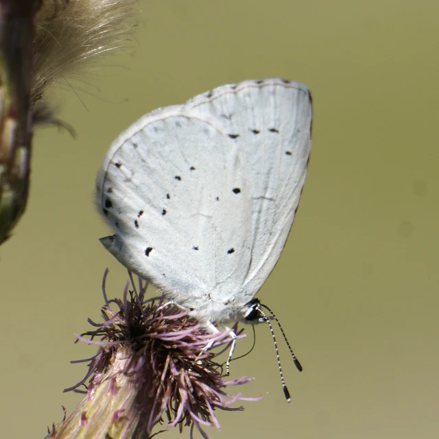Celastrina argiolus - bengeboglárka