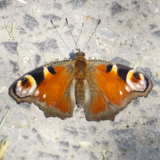 Nymphalis io - nappali pávaszem