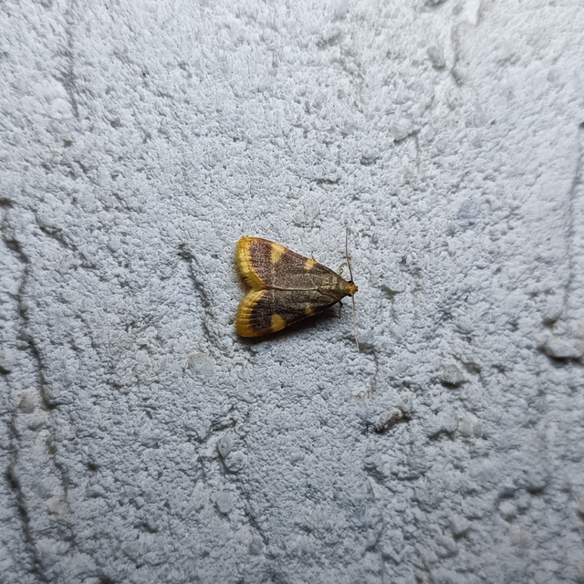 Hypsopygia costalis - szénailonca