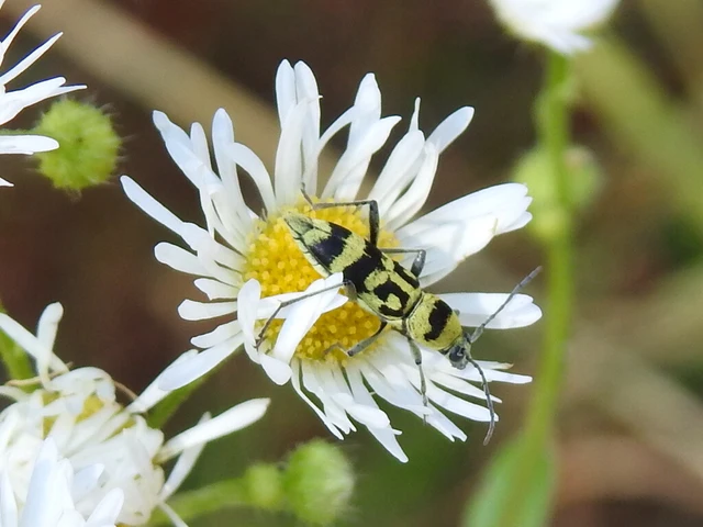Chlorophorus varius - díszes darázscincér Chlorophorus varius - díszes darázscincér