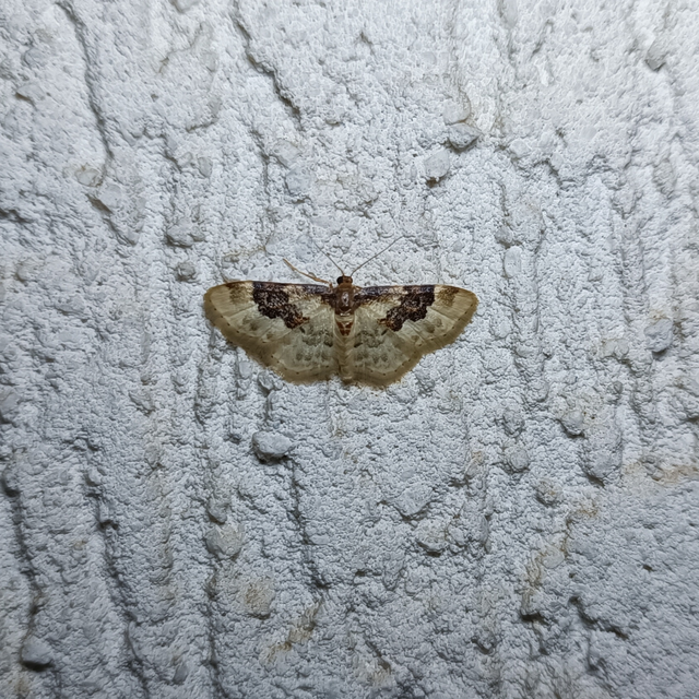 Idaea rusticata - tarka apróaraszoló