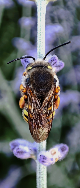 Hymenoptera - Hártyásszárnyúak