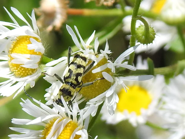 Chlorophorus varius - díszes darázscincér Chlorophorus varius - díszes darázscincér
