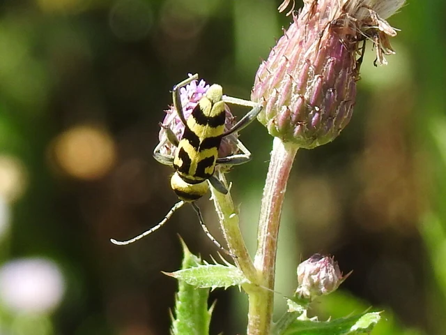 Chlorophorus varius - díszes darázscincér Chlorophorus varius - díszes darázscincér