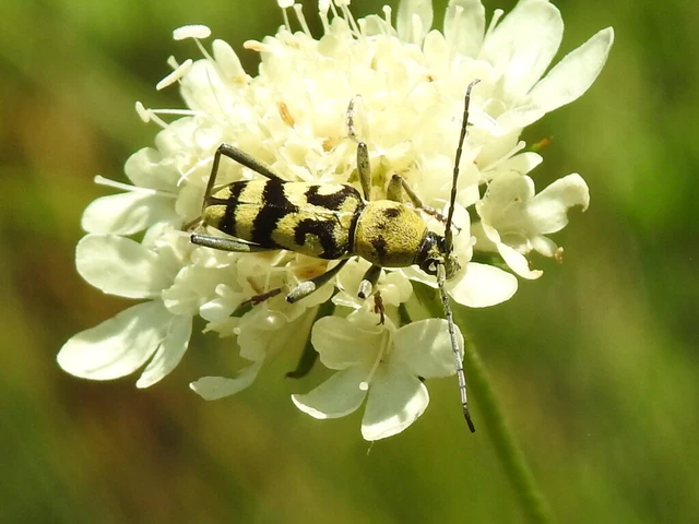 Chlorophorus varius - díszes darázscincér Chlorophorus varius - díszes darázscincér