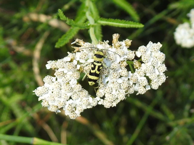 Chlorophorus varius - díszes darázscincér Chlorophorus varius - díszes darázscincér