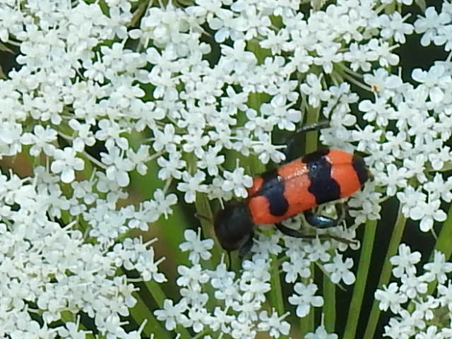 Trichodes apiarius - szalagos méhészbogár