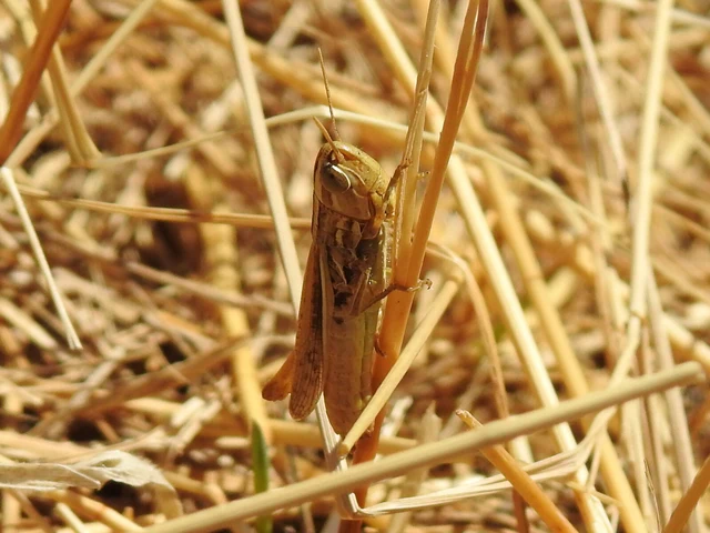 Euchorthippus