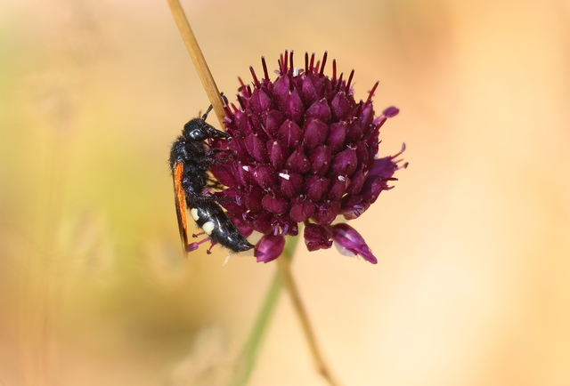 Scolia sexmaculata - négyfoltos tőrösdarázs