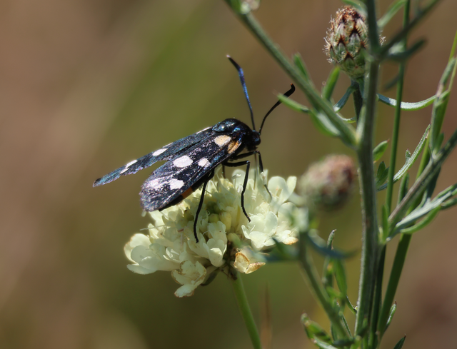 Zygaena ephialtes - változékony csüngőlepke