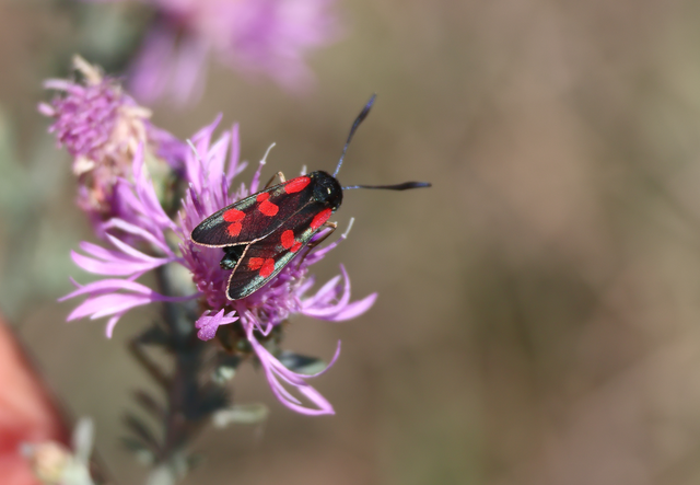 Zygaena filipendulae - acélszínű csüngőlepke