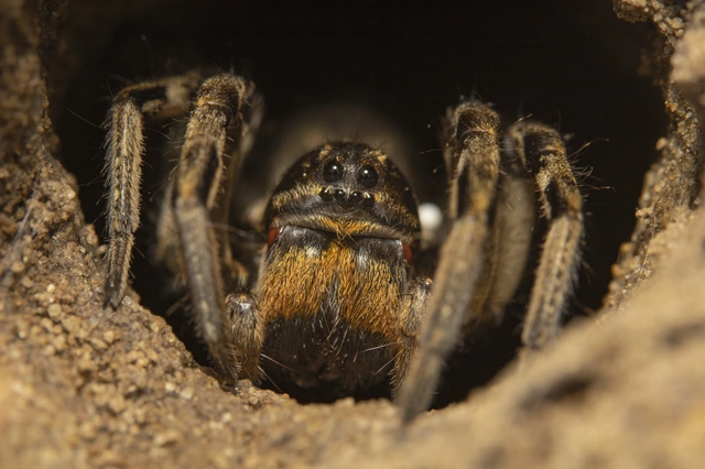 Geolycosa vultuosa - pokoli cselőpók