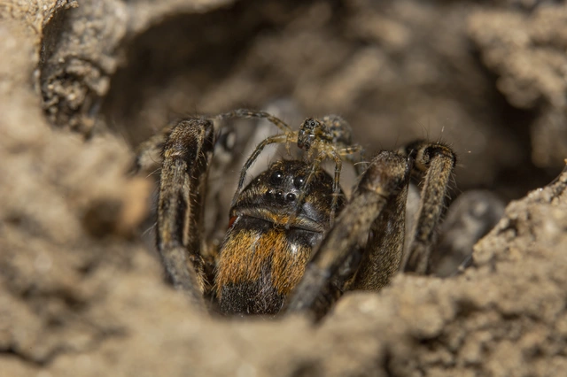 Geolycosa vultuosa - pokoli cselőpók