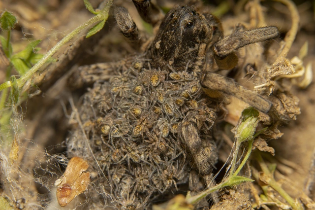 Geolycosa vultuosa - pokoli cselőpók