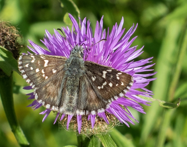 Pyrgus serratulae - homályos busalepke