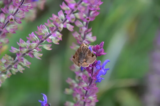 Euclidia glyphica - közönséges nappalibagoly