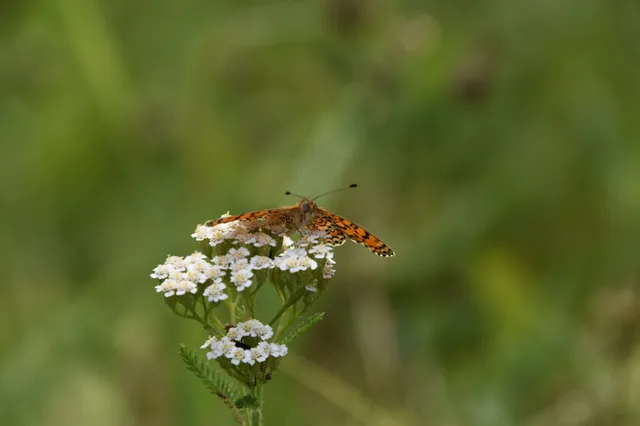 Melitaea trivia - kis tarkalepke