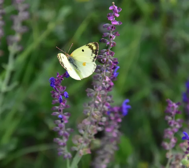 Colias hyale - kéneslepke