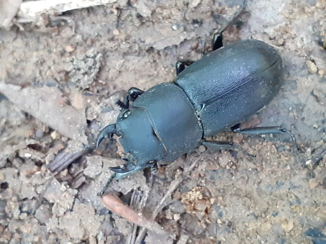 Dorcus parallelipipedus - kis szarvasbogár