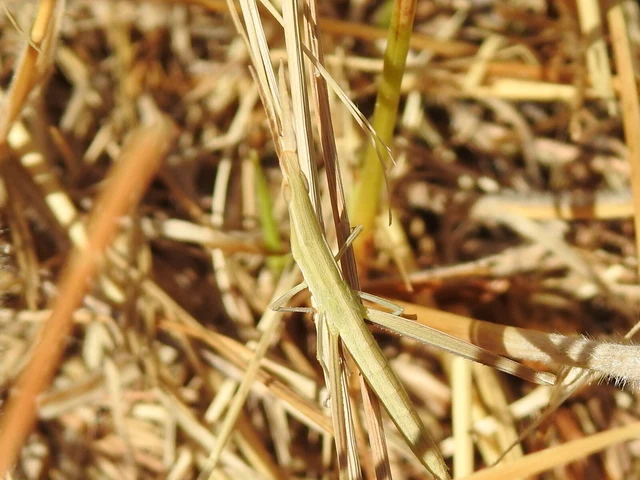Acrida ungarica - sisakos sáska Acrida ungarica - sisakos sáska