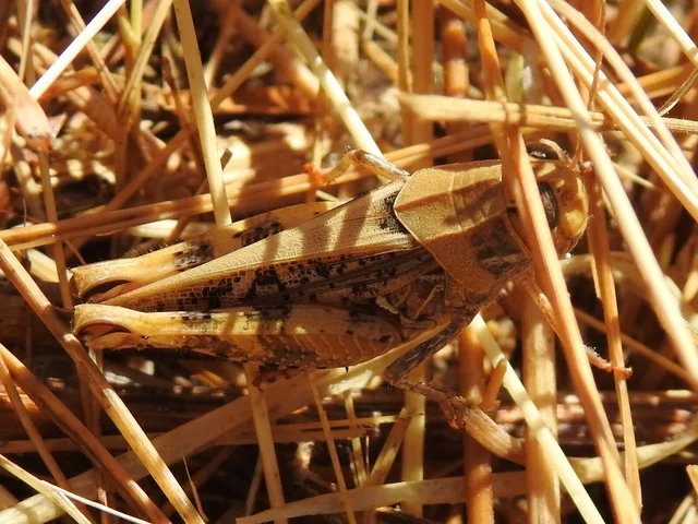 Calliptamus italicus - olaszsáska