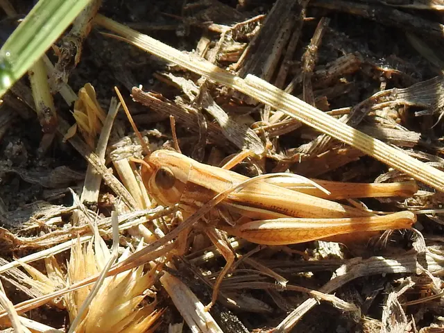 Euchorthippus declivus - rövidszárnyú rétisáska