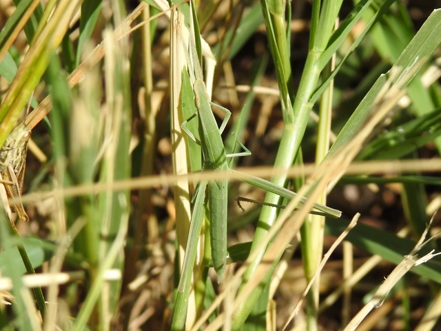 Acrida ungarica - sisakos sáska Acrida ungarica - sisakos sáska