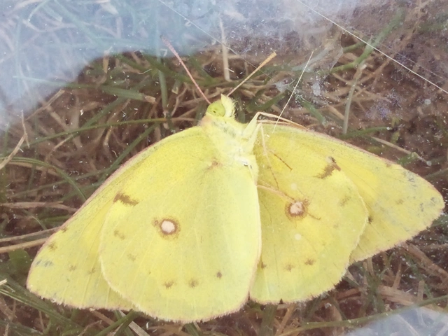 Colias croceus - sáfránylepke