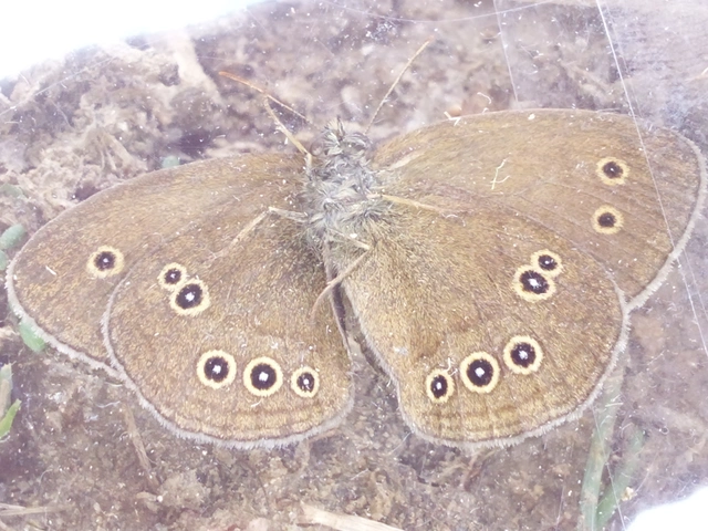 Aphantopus hyperanthus - közönséges ökörszemlepke