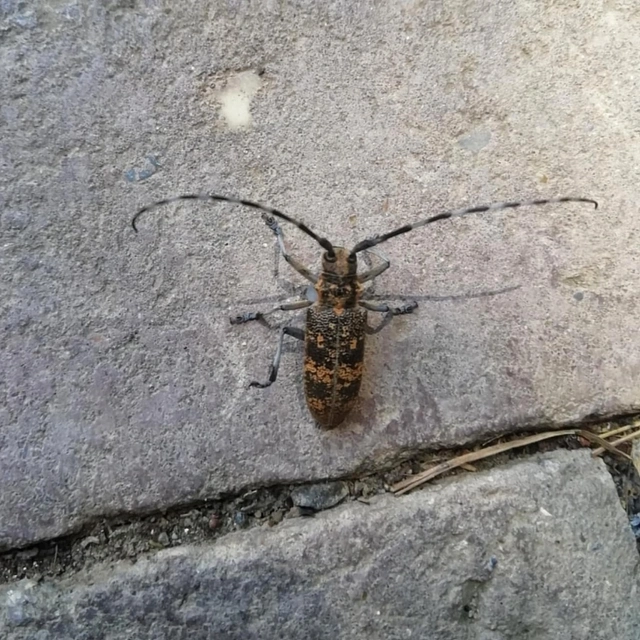 Monochamus galloprovincialis pistor - foltos fenyvescincér