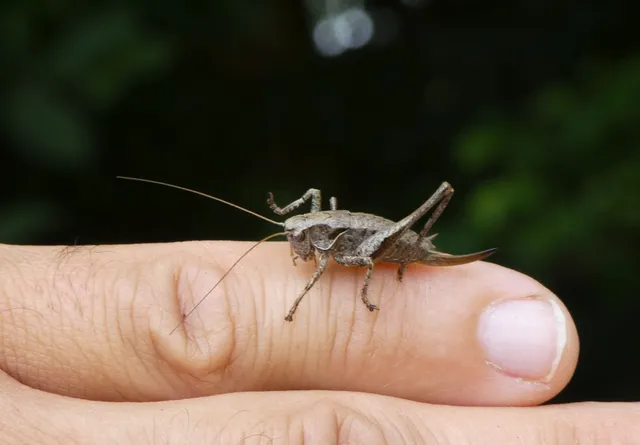 Pholidoptera griseoaptera - szürke avarszöcske