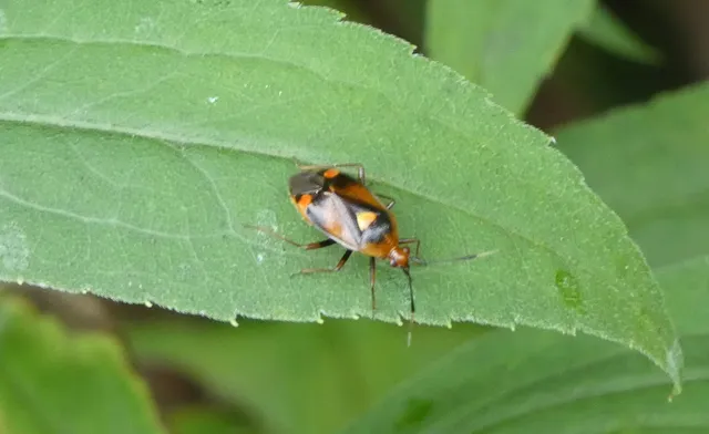 Deraeocoris ruber - vöröses mezeipoloska
