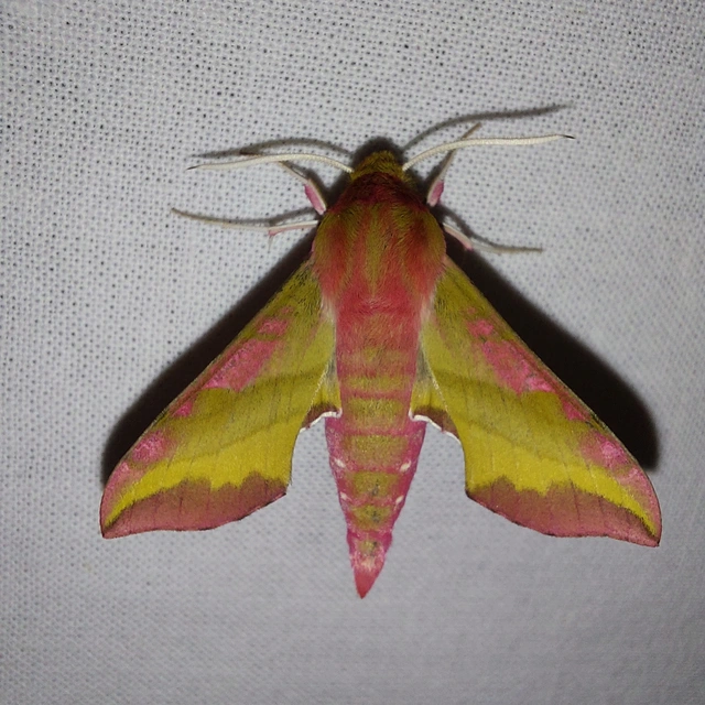 Deilephila porcellus - piros szender