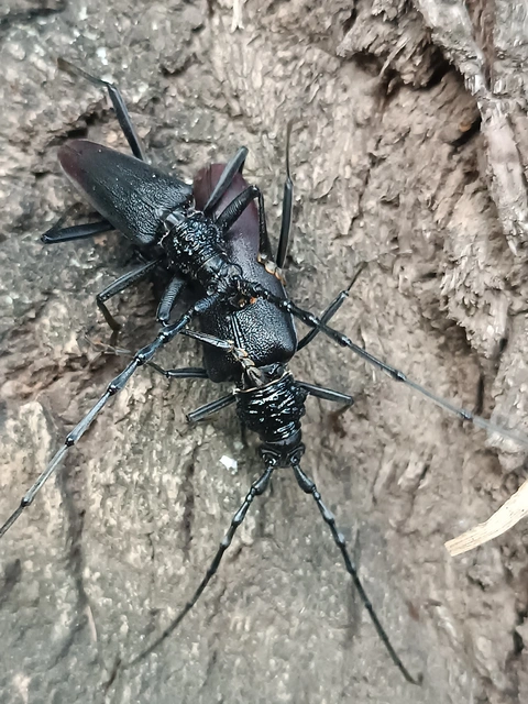 Cerambyx cerdo - nagy hőscincér
