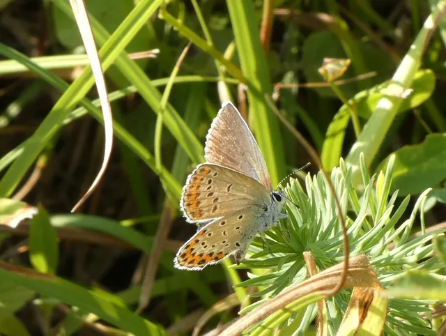 Plebejus argyrognomon - tintakék boglárka