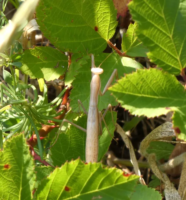 Mantis religiosa - imádkozósáska