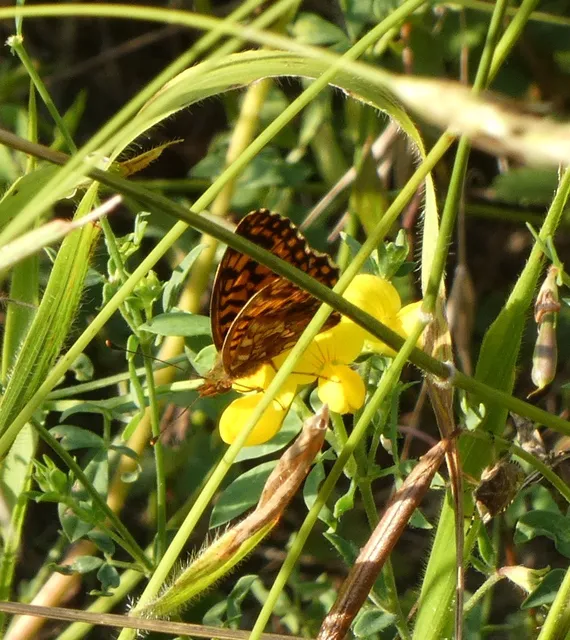 Boloria dia - kis gyöngyházlepke