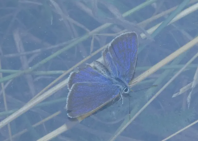 Cyaniris semiargus - aprószemes boglárka