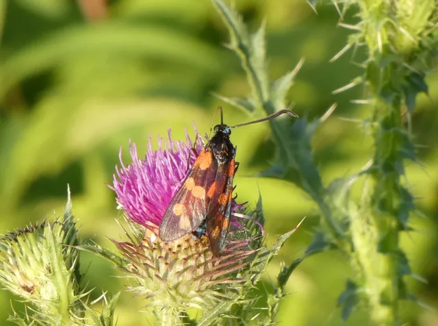 Zygaena filipendulae - acélszínű csüngőlepke