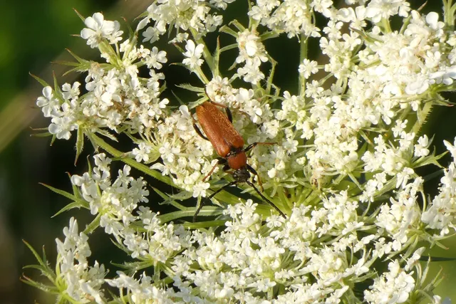 Stictoleptura rubra - vörös virágcincér