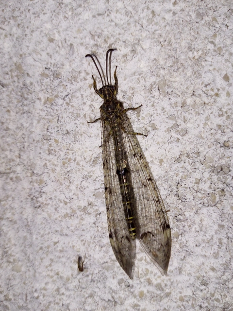 Distoleon tetragrammicus - négyfoltos hangyaleső