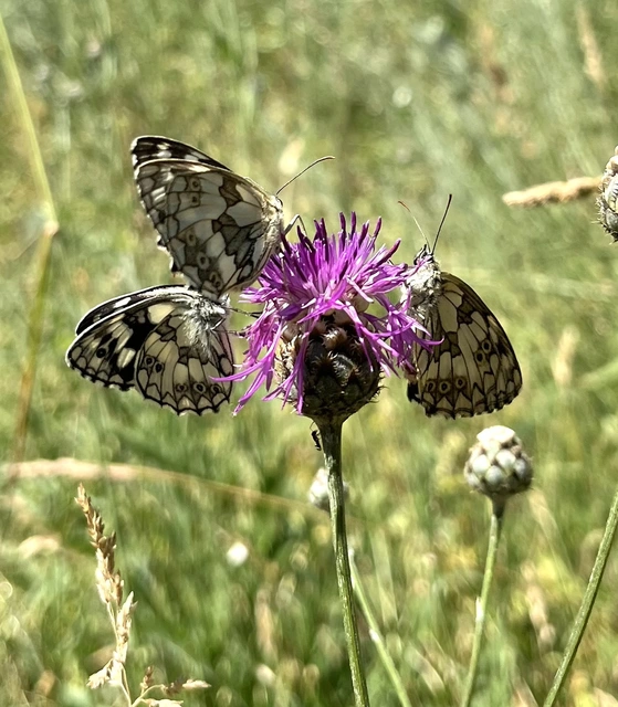 Melanargia galathea - sakktáblalepke