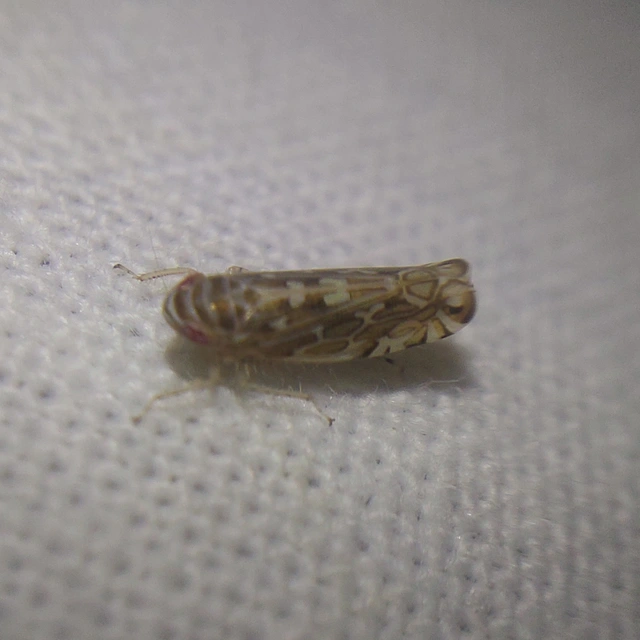 Paralimnus phragmitis