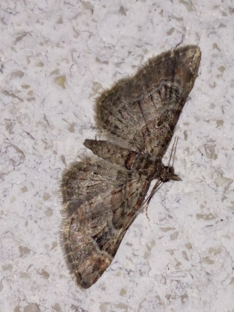Gymnoscelis rufifasciata - vöröscsíkos törpearaszoló