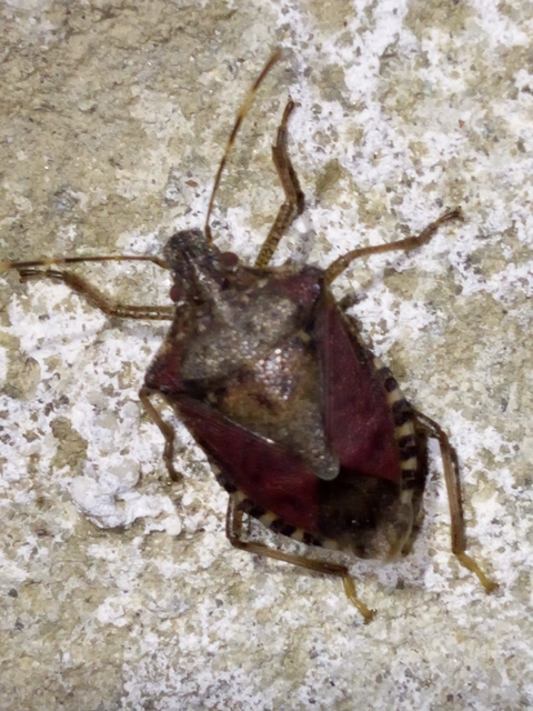 Halyomorpha halys - ázsiai márványospoloska
