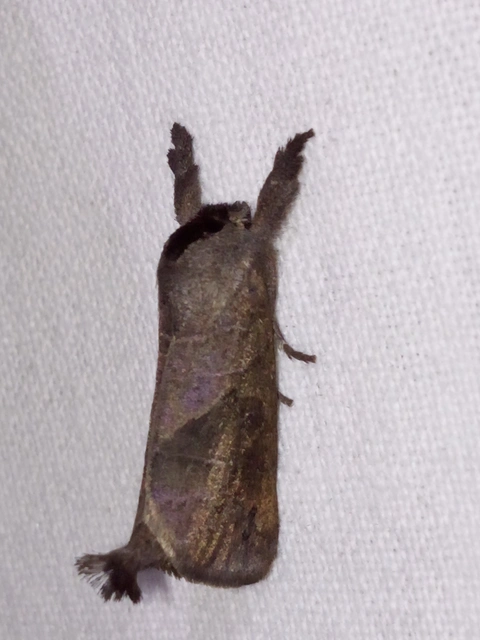 Clostera anastomosis - barna levélszövő