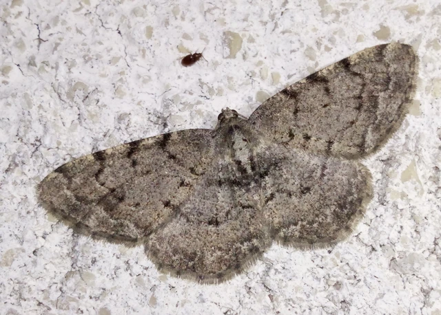 Aethalura punctulata - szürke égeraraszoló