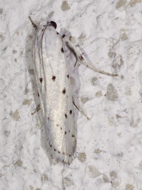 Myelois circumvoluta - pettyes karcsúmoly