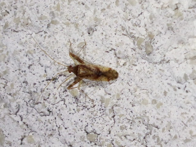 Phytocoris