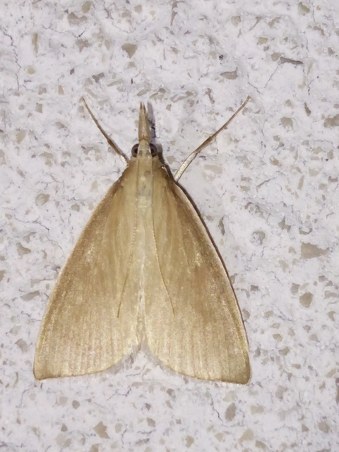 Sclerocona acutellus - hegyesszárnyú tűzmoly